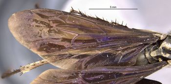 Media type: image;   Entomology 16232 Aspect: wing
